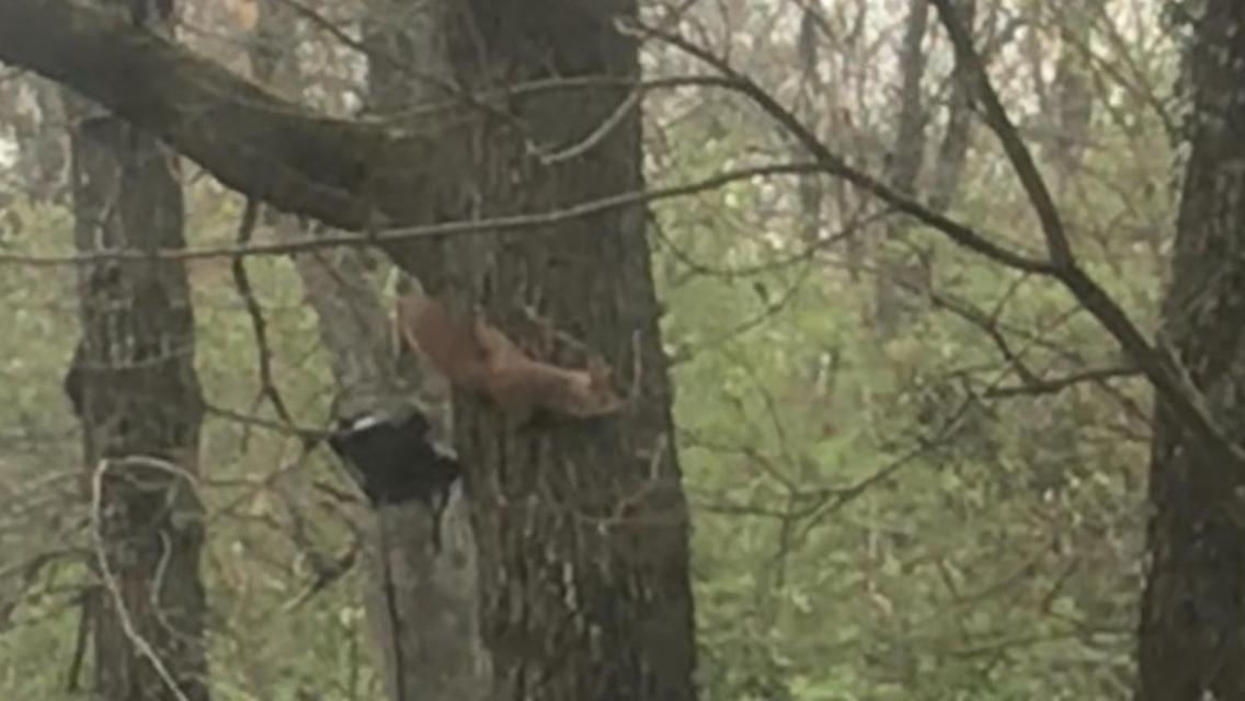 Bus Atypique Au Bord Du Canal Du Midi Et Au Coeur D'Une Foret 2 Chambres Villepinte  Exterior foto
